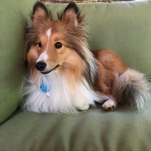 Meet your Posher, Abby